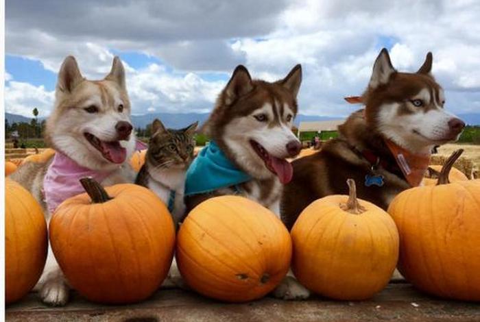 哈士奇电商插件工具官网（哈士奇店群插件）