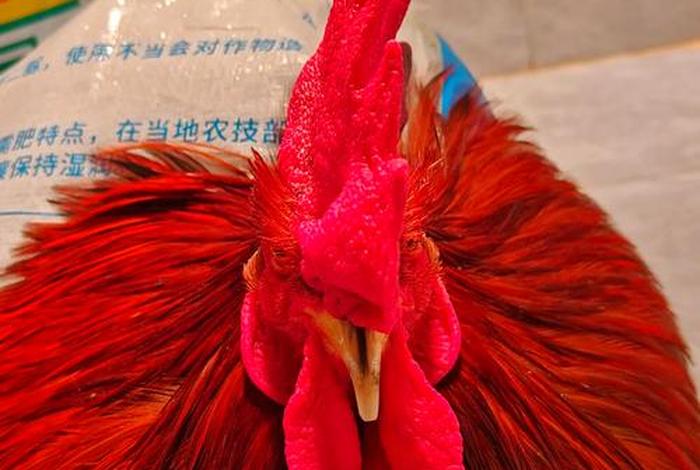 活鸡怎么做电商生意;活鸡怎么做电商生意好 活鸡怎么做电商生意;活鸡怎么做电商生意好