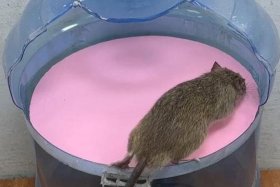 矿泉水被老鼠爬了还能喝吗 矿泉水被老鼠爬了还能喝吗视频