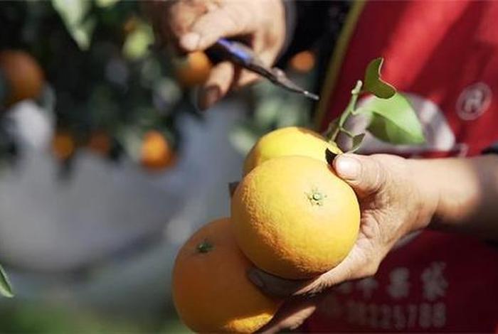 水果农户怎么做同城电商 水果种植户怎么做电商 水果农户怎么做同城电商 水果种植户怎么做电商
