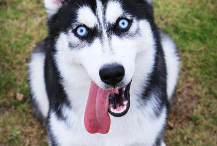 哈士奇电商插件下载安装官网 哈士奇电商插件下载安装官网手机版 哈士奇电商插件下载安装官网 哈士奇电商插件下载安装官网手机版