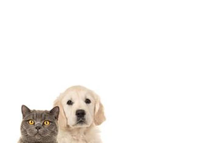 宠物用品电商图片素材 宠物用品电商图片素材高清 宠物用品电商图片素材 宠物用品电商图片素材高清