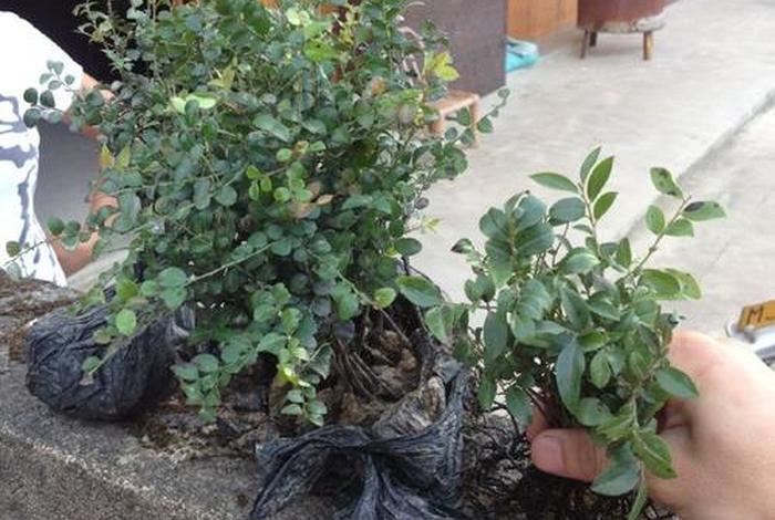 淘宝买到假苗木如何处理 淘宝买到假苗木如何处理呢 淘宝买到假苗木如何处理 淘宝买到假苗木如何处理呢