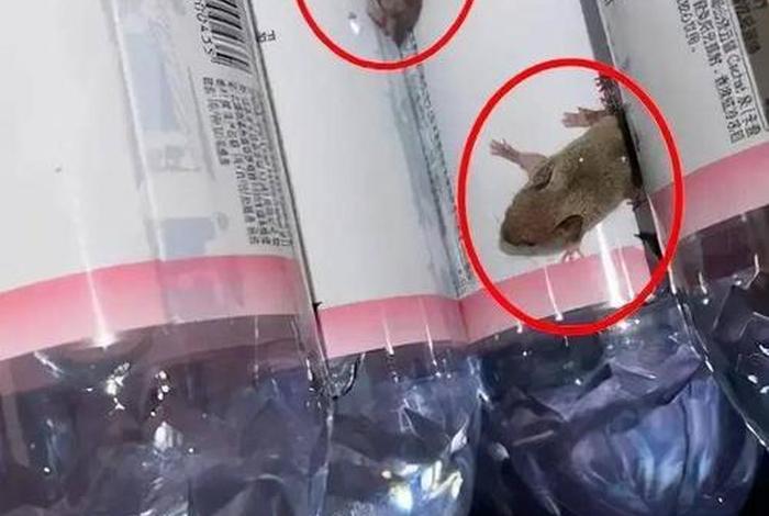 女子网购矿泉水现两只活老鼠 女子网购矿泉水出现2只活老鼠 女子网购矿泉水现两只活老鼠 女子网购矿泉水出现2只活老鼠