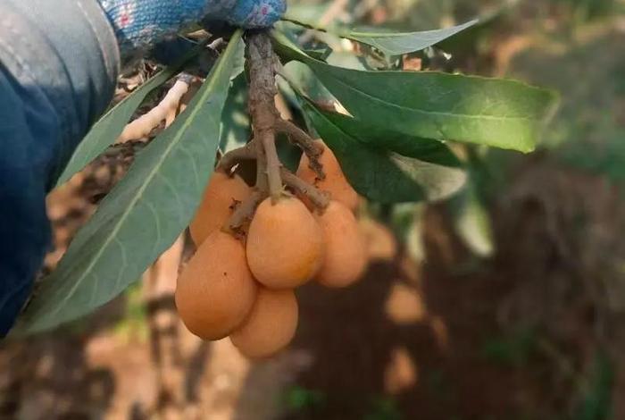 大凉山电商 大凉山电商网 大凉山电商 大凉山电商网