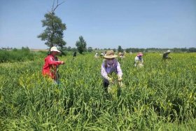 电商加入对大同云州区黄花菜产业的影响，大同云州区黄花菜