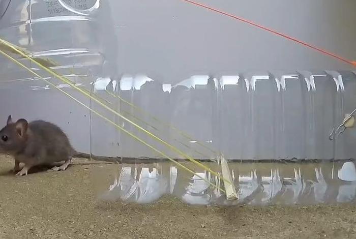 矿泉水瓶老鼠陷阱 - 矿泉水瓶抓老鼠的陷阱 矿泉水瓶老鼠陷阱 - 矿泉水瓶抓老鼠的陷阱