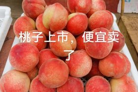 桃子电商代理、电商桃子平台