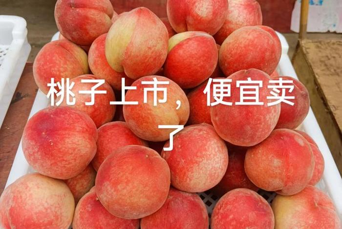 桃子电商代理、电商桃子平台 桃子电商代理、电商桃子平台