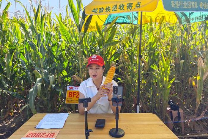 电商播种是干嘛的 - 电商播种是干嘛的工作