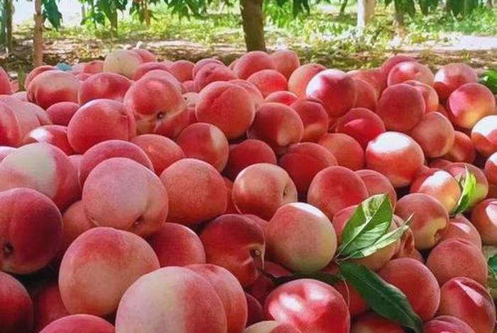 七桃电商可靠吗,七桃电商可靠吗怎么样 七桃电商可靠吗,七桃电商可靠吗怎么样