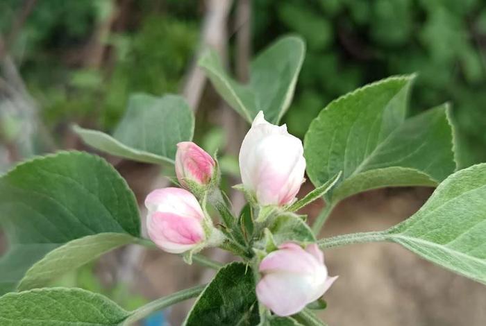 网购假树苗 - 网络上买到假果树苗 网购假树苗 - 网络上买到假果树苗