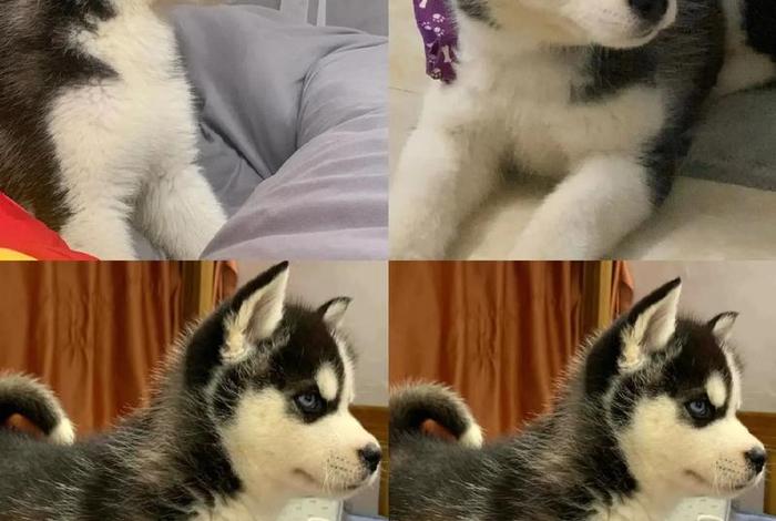 哈士奇电商插件批量下载图片(哈士奇搜图插件) 哈士奇电商插件批量下载图片(哈士奇搜图插件)