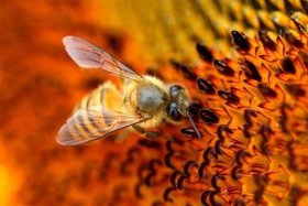 电商小蜜蜂，电商小蜜蜂怎么样