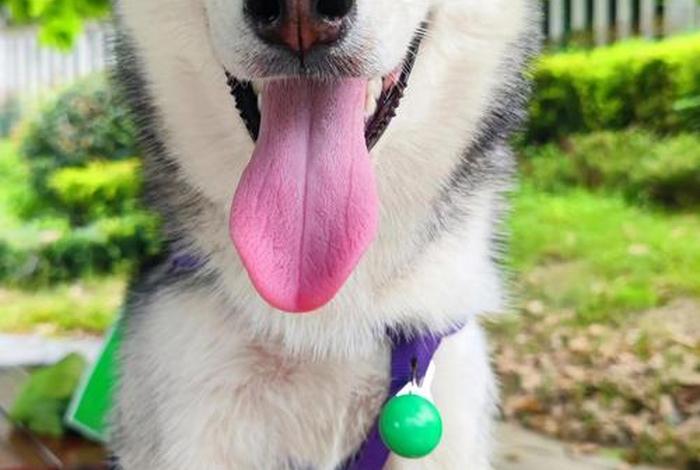 哈士奇电商插件下载官网安装最新版本 - 哈士奇插件手机版 哈士奇电商插件下载官网安装最新版本 - 哈士奇插件手机版