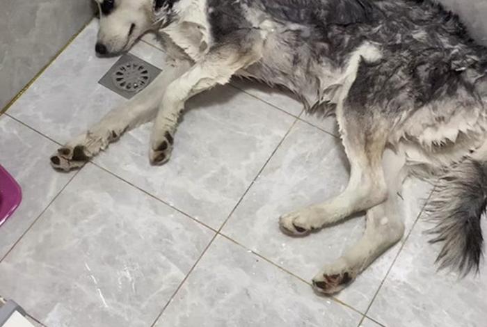 哈士奇电商插件怎么批量上货 哈士奇电商插件怎么批量上货的 哈士奇电商插件怎么批量上货 哈士奇电商插件怎么批量上货的