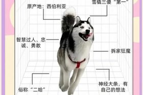 哈士奇软件是用来做什么用的；哈士奇软件怎么使用