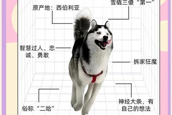 哈士奇软件是用来做什么用的;哈士奇软件怎么使用 哈士奇软件是用来做什么用的;哈士奇软件怎么使用