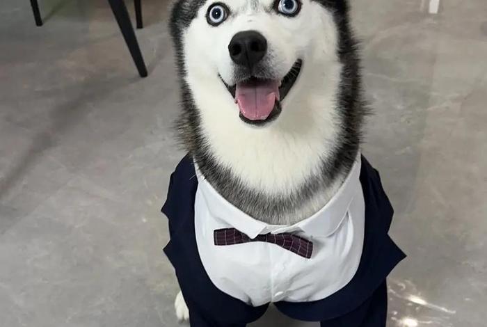 哈士奇电商插件官网下载安装官方最新版 - 哈士奇插件怎么安装 哈士奇电商插件官网下载安装官方最新版 - 哈士奇插件怎么安装