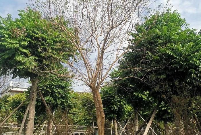 假苗木案例 - 苗木假植方案 假苗木案例 - 苗木假植方案