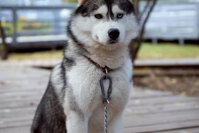 哈士奇电商插件下载官网安装最新版本 - 哈士奇插件手机版