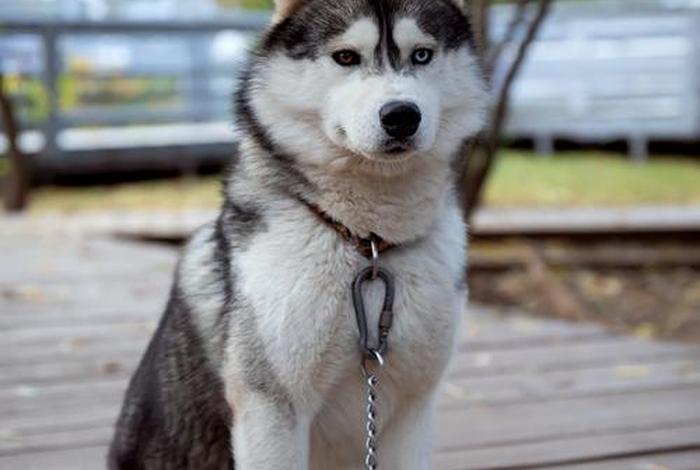 哈士奇电商插件下载官网安装最新版本 - 哈士奇插件手机版 哈士奇电商插件下载官网安装最新版本 - 哈士奇插件手机版