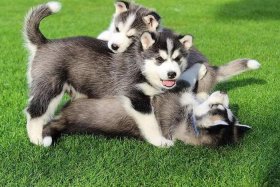 哈士奇浏览器插件，哈士奇浏览器插件怎么用