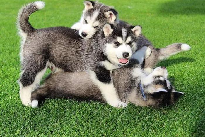 哈士奇浏览器插件,哈士奇浏览器插件怎么用 哈士奇浏览器插件,哈士奇浏览器插件怎么用