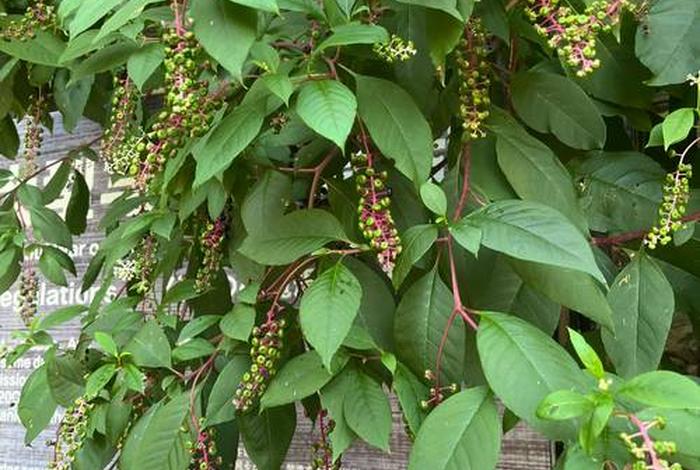 商花是什么 商陆花的花语是什么