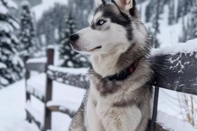 哈士奇插件官网手机端 - 哈士奇插件官网手机端下载