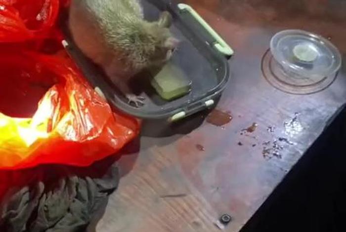 电商平台矿箱内有老鼠 矿里的老鼠 电商平台矿箱内有老鼠 矿里的老鼠