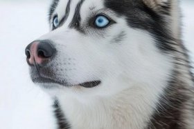 哈士奇app手机版下载 - 哈士奇app手机版下载官网