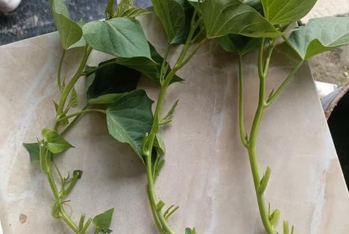 新手怎么学做电商番薯叶打狗耳什么原因、请问番薯叶怎么做 新手怎么学做电商番薯叶打狗耳什么原因、请问番薯叶怎么做