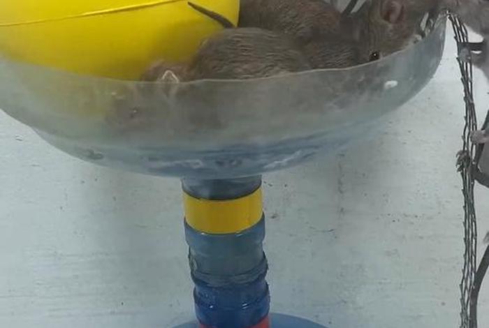 电商平台回应矿泉水5箱内有老鼠(电商平台回应矿泉水箱内有老鼠一) 电商平台回应矿泉水5箱内有老鼠(电商平台回应矿泉水箱内有老鼠一)