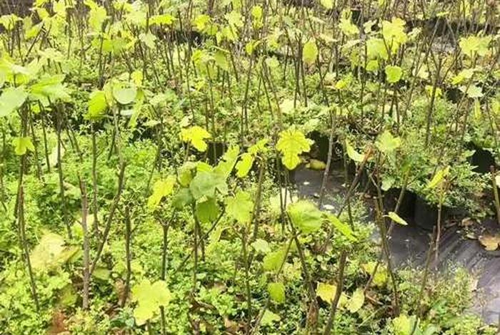 网上假苗最多是什么地方 网上假苗最多是什么地方的 网上假苗最多是什么地方 网上假苗最多是什么地方的