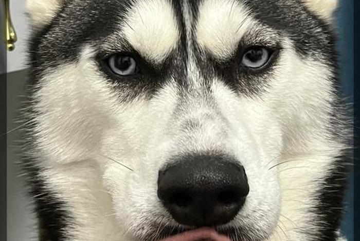 哈士奇电商插件下载了不能用、哈士奇电商插件下载了不能用怎么办 哈士奇电商插件下载了不能用、哈士奇电商插件下载了不能用怎么办