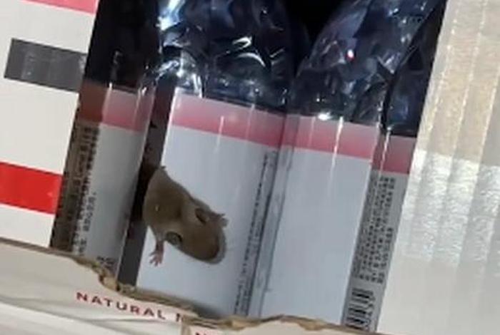 矿泉水被老鼠爬了还能喝吗 矿泉水被老鼠爬了还能喝吗视频 矿泉水被老鼠爬了还能喝吗 矿泉水被老鼠爬了还能喝吗视频