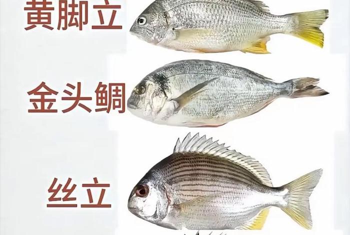 电商鱼是什么(电商鱼是什么意思) 电商鱼是什么(电商鱼是什么意思)