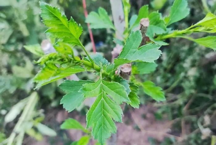 网上买的假树苗，网上买的假树苗怎么赔偿