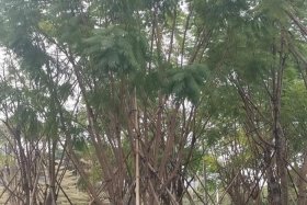 假苗木案例 - 苗木假植方案