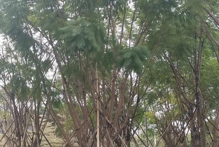 假苗木案例 - 苗木假植方案 假苗木案例 - 苗木假植方案