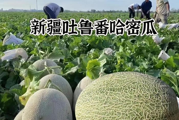 新疆哈密瓜在电商平台;新疆哈密瓜基地在哪里? 新疆哈密瓜在电商平台;新疆哈密瓜基地在哪里?