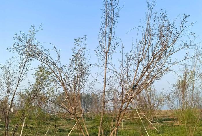 电商平台假苗木;揭秘电商平台假苗木 电商平台假苗木;揭秘电商平台假苗木