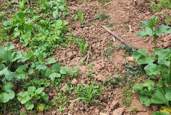 佃农是什么意思;佃农是什么意思和造句 佃农是什么意思;佃农是什么意思和造句