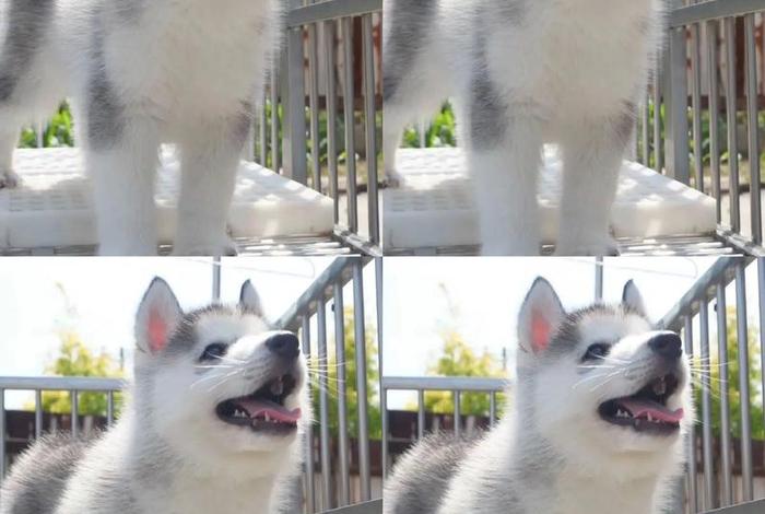 哈士奇插件怎么复制链接;哈士奇插件怎么复制链接到电脑 哈士奇插件怎么复制链接;哈士奇插件怎么复制链接到电脑