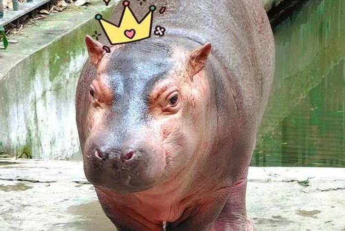 成都河马臻选电商;成都河马集团 成都河马臻选电商;成都河马集团