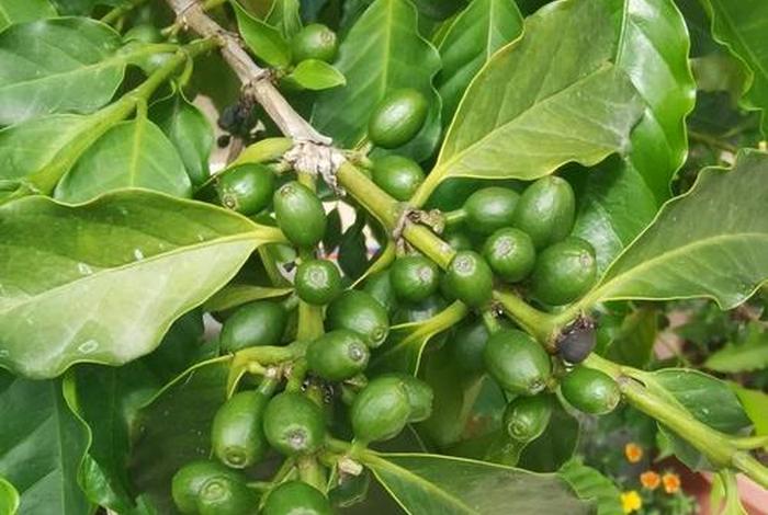 电商庄园科技保山咖啡齐活了 - 云南保山咖啡庄园