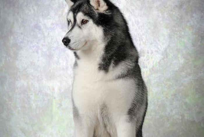 哈士奇电商插件下载安装官网 哈士奇电商插件下载安装官网手机版 哈士奇电商插件下载安装官网 哈士奇电商插件下载安装官网手机版