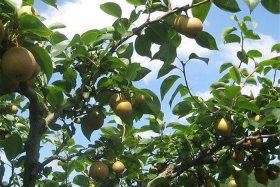 扶贫电商农产品；扶贫电商农产品是什么