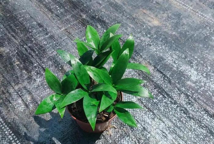 电商平台卖假苗木承担什么责任、电商平台卖假苗木承担什么责任呢 电商平台卖假苗木承担什么责任、电商平台卖假苗木承担什么责任呢